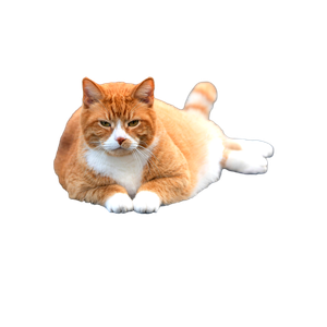 A Calm Ginger Cat Lies On A Gray Asphalt Surface, Showcasing The Pet'S Relaxed Demeanor. 19233 - Cat PNG image with transparent background